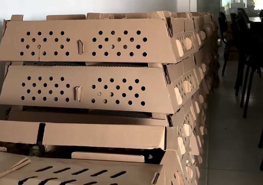 Camacã: Prefeitura distribui cerca de 1.300 pintainhos para produtores do Programa Criação de Galinha Caipira